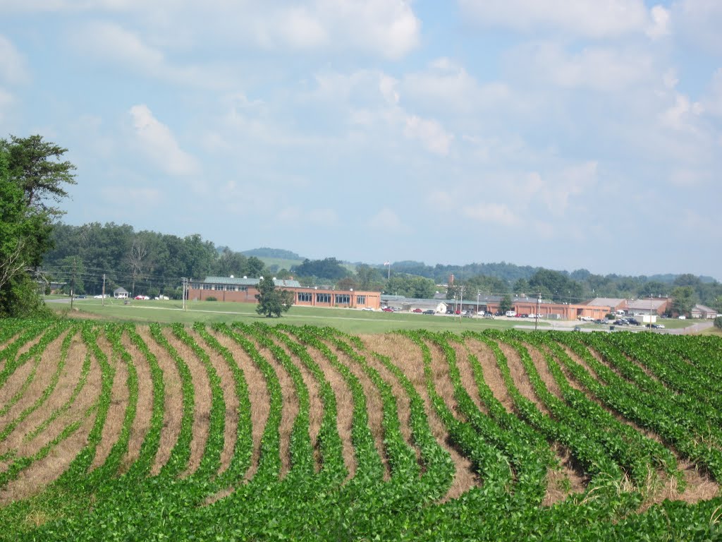 Tennessee Cornfield