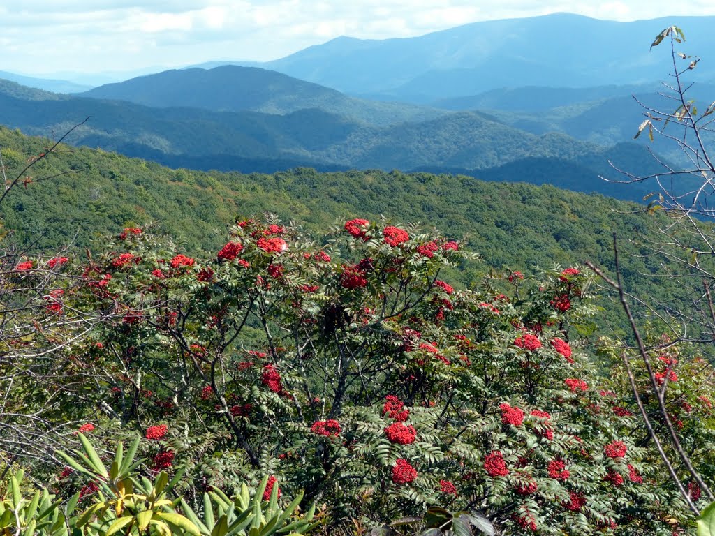 Mountain Ash, Big Firescald Mtn.