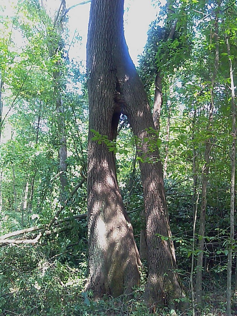 Odd looking Sweetgum Tree