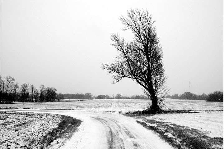 Tree on a backroad