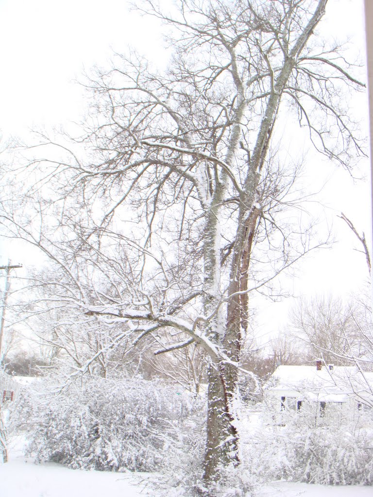Con Nieve