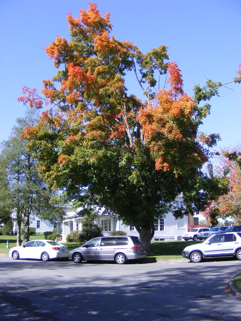 Autumn colours in Tennessee