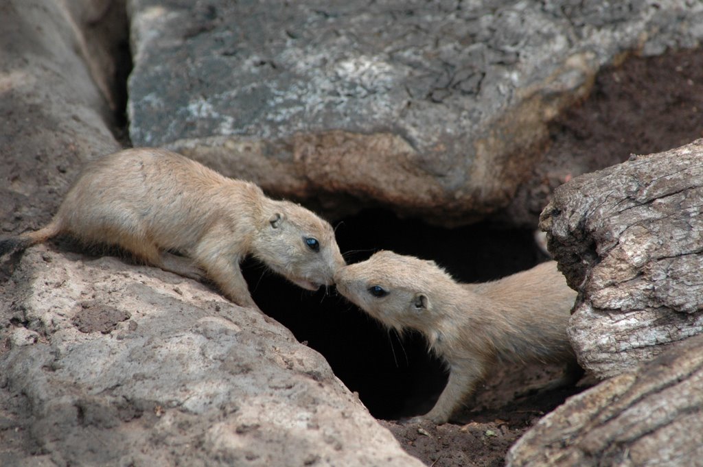 Abeliene, TX - Abeliene Zoo - Prarie Dogs