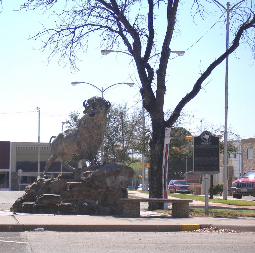 white buffalo