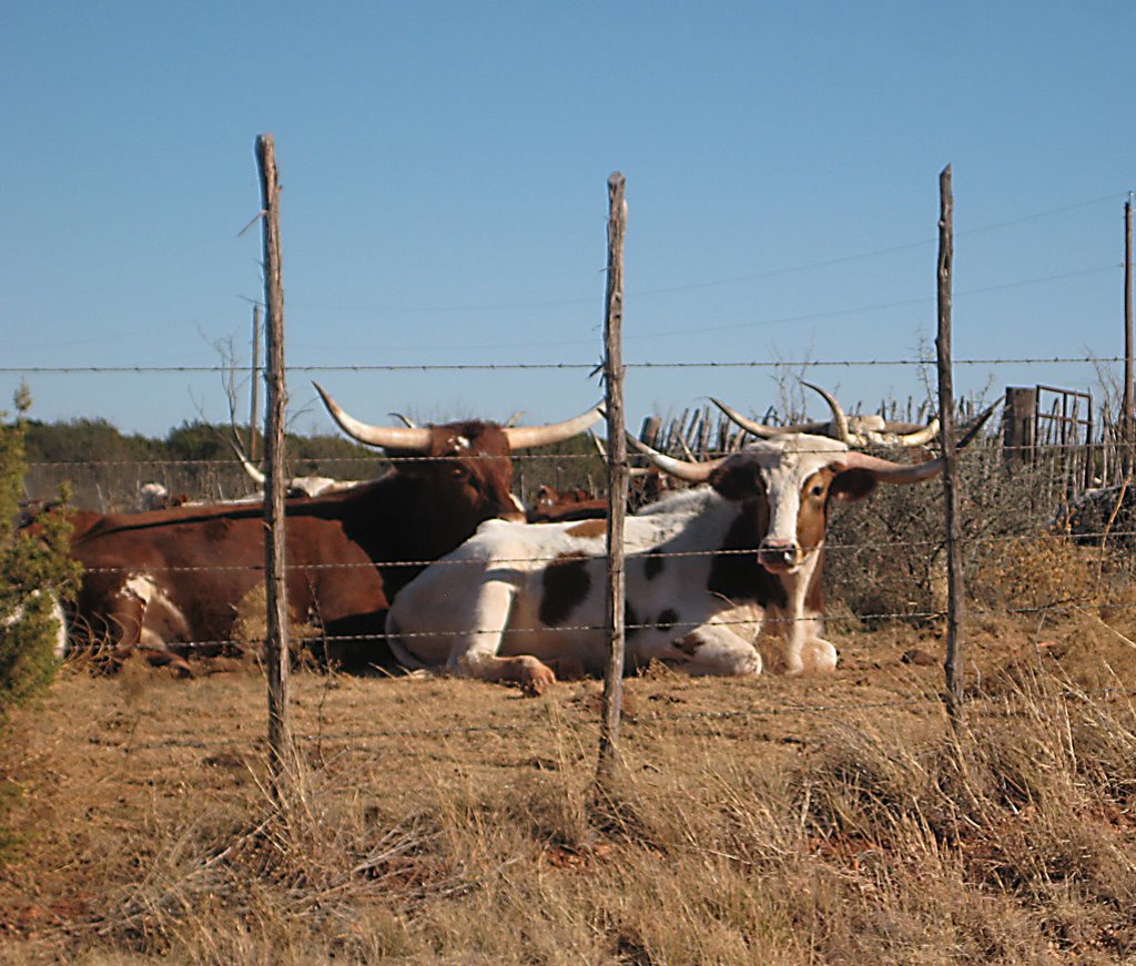 Texas LongHorns resting