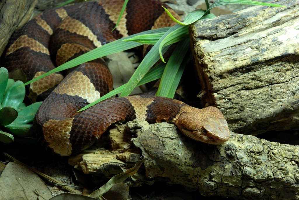 Snake House @ Gladys Porter Zoo