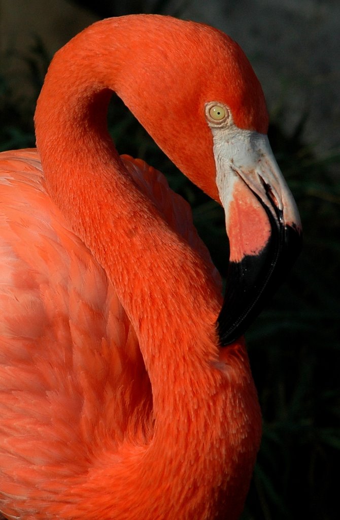 Flamingo @ Gladys Porter Zoo