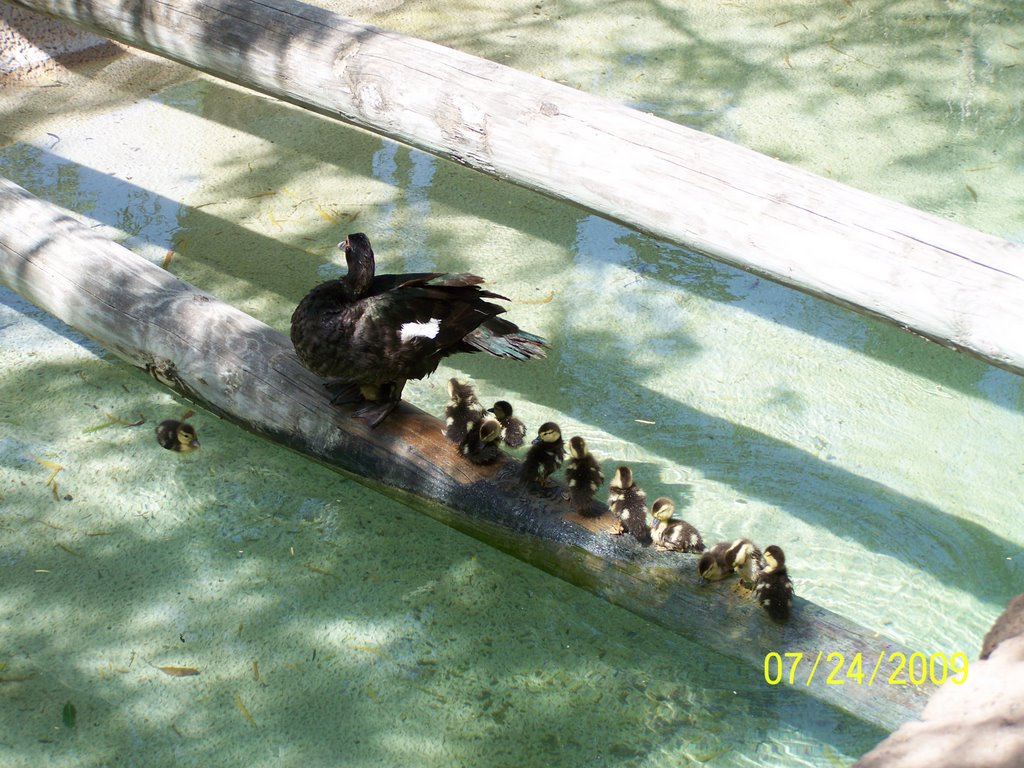 numerosa familia de patitos