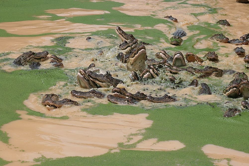 Feeding Frenzy
