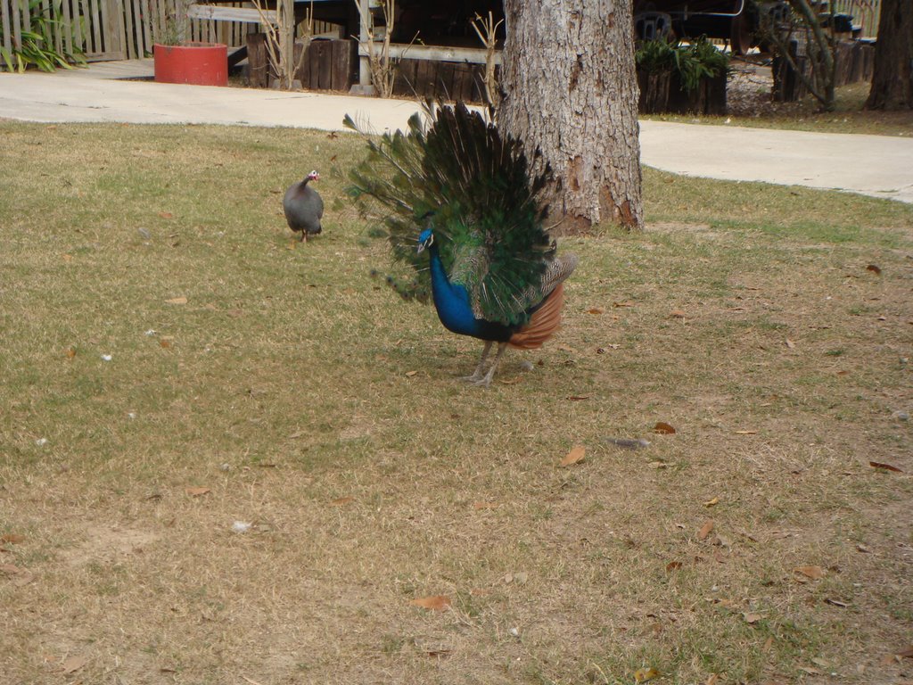 Texas Zoo