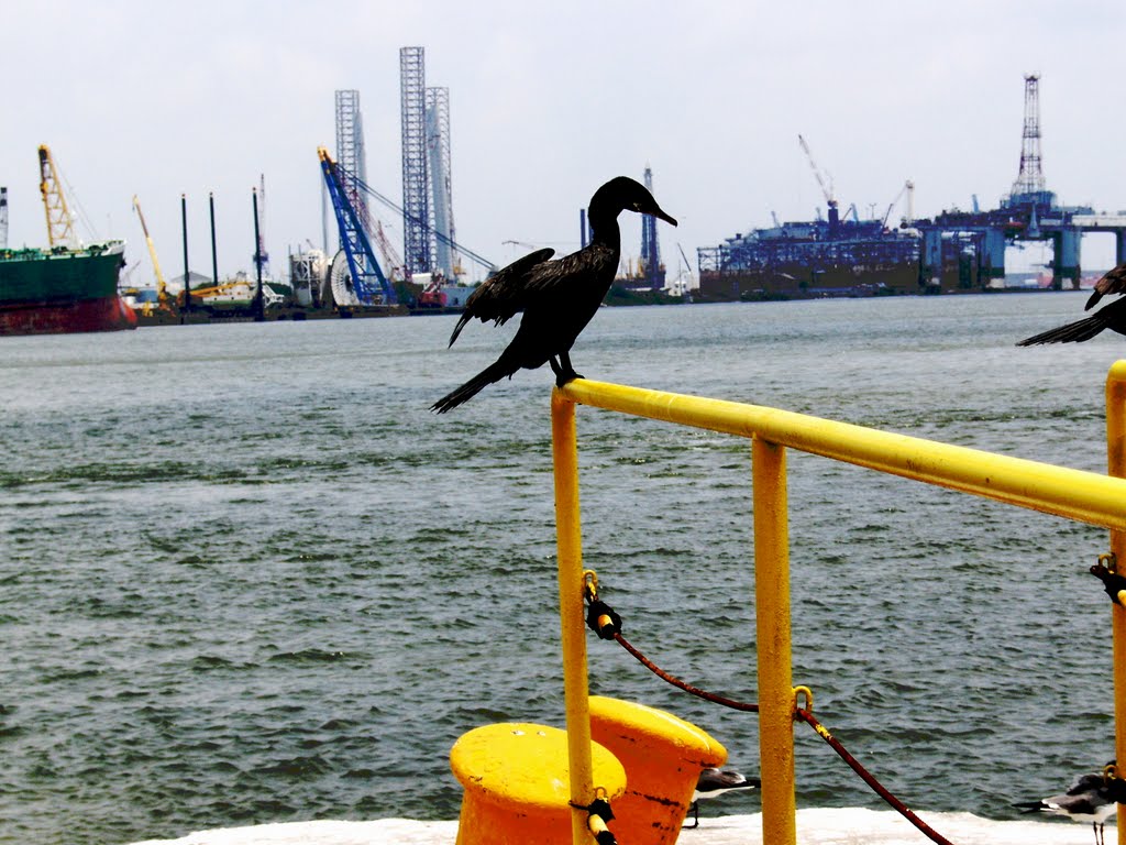 Phalacrocorax aristotelis in galveston may 2007