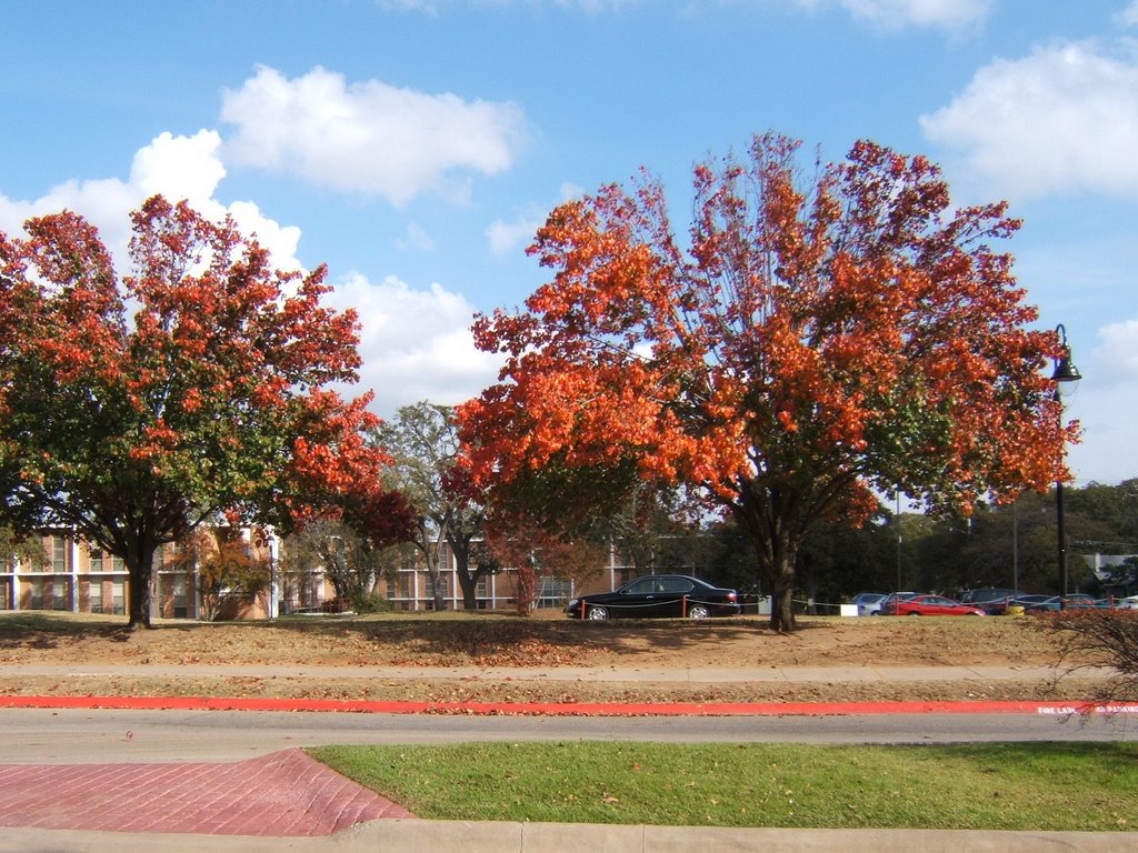 Texas Womans University