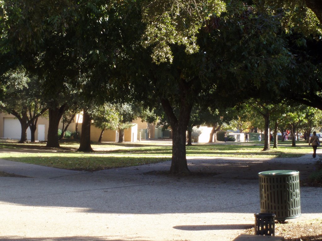 Avenue, UNT Campus
