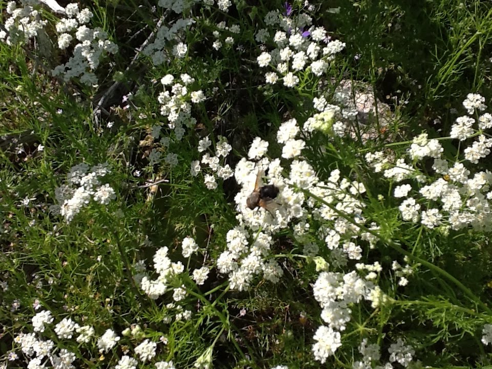 Fly on flowers