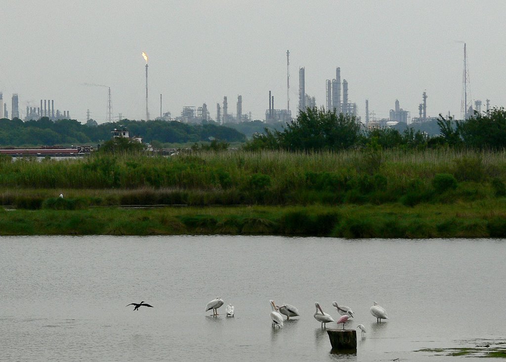 These birds may not stay here long