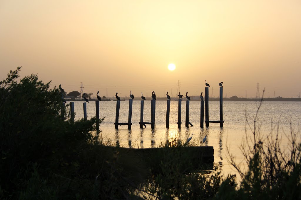 Brownwood - now bird sanctuary