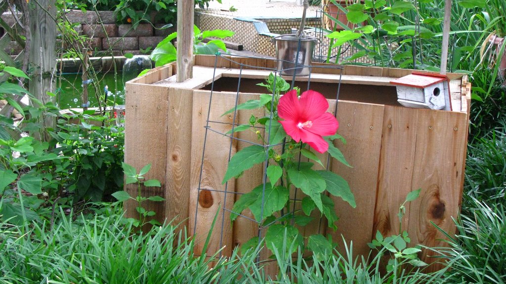 First Bloom 06 11 2009