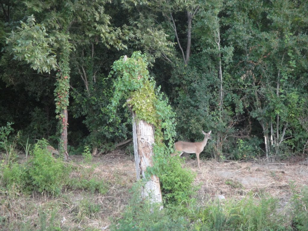 Deer in the Park
