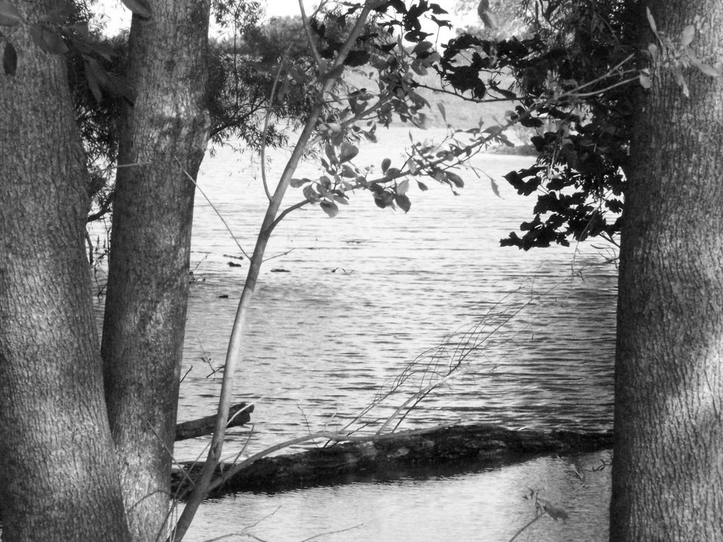 Pond at Live Oak Park