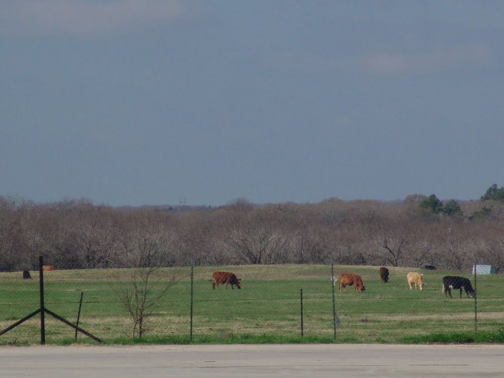 Texas Cows.  San Antonio, TX, USA