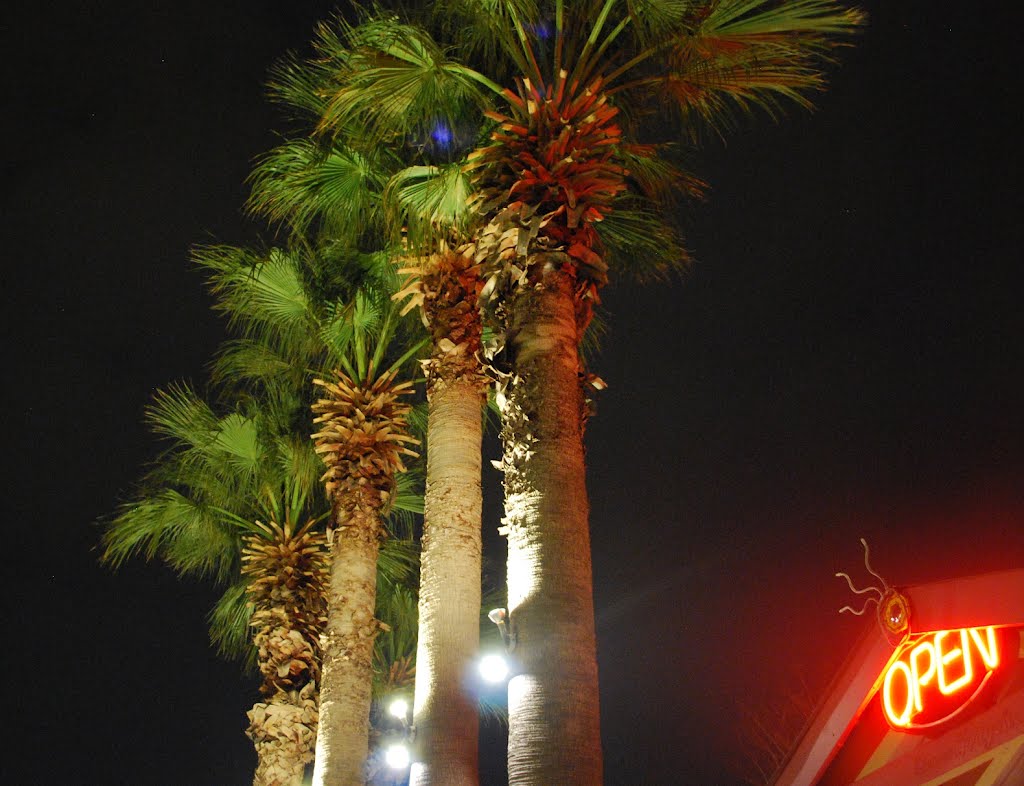 Tall Palms at Tongs - 3 times real fast!