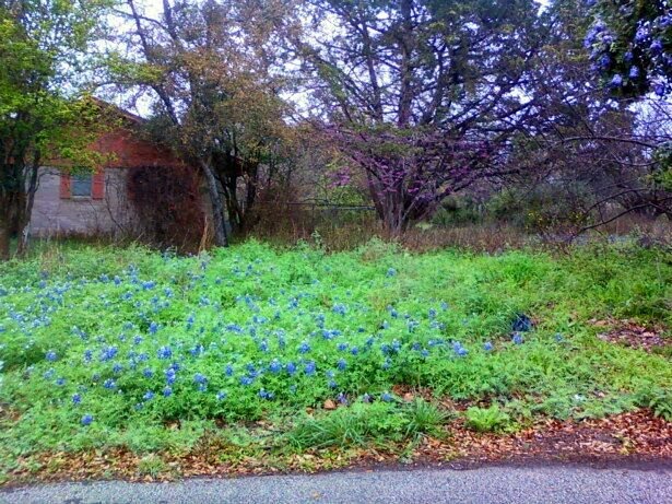 Spring in TX=Bluebonnets