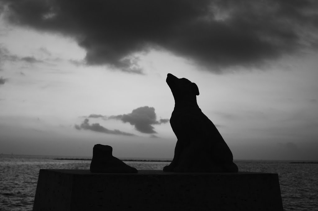 Dog and Foot in sunrise