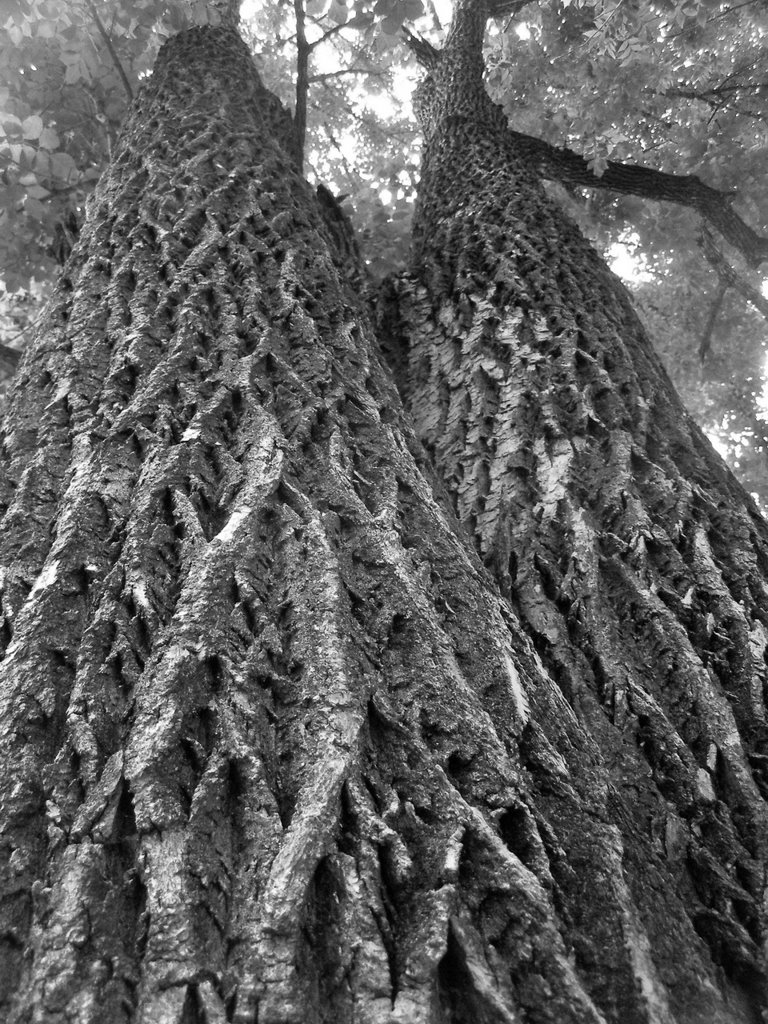 Large Tree in the Park next to Guthrie Creek in Longview, tx