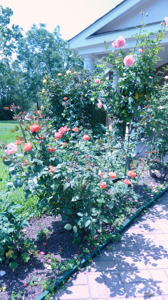 Roses