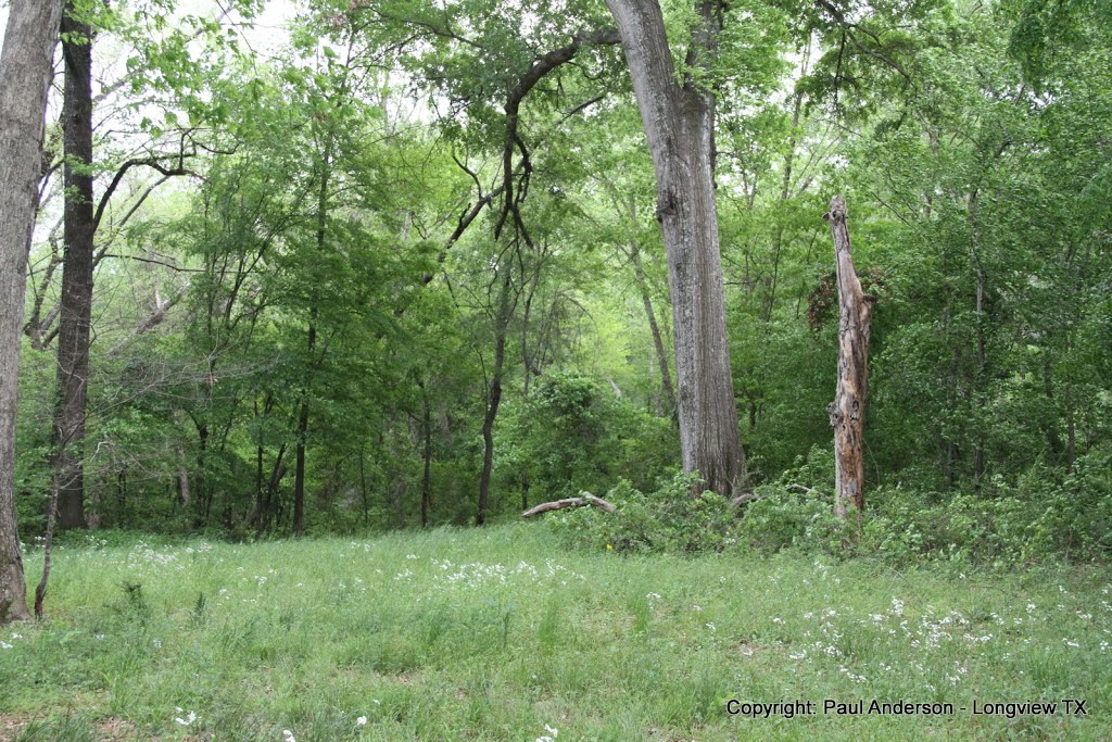 Woods along Paul Borman Trail in Longview TX