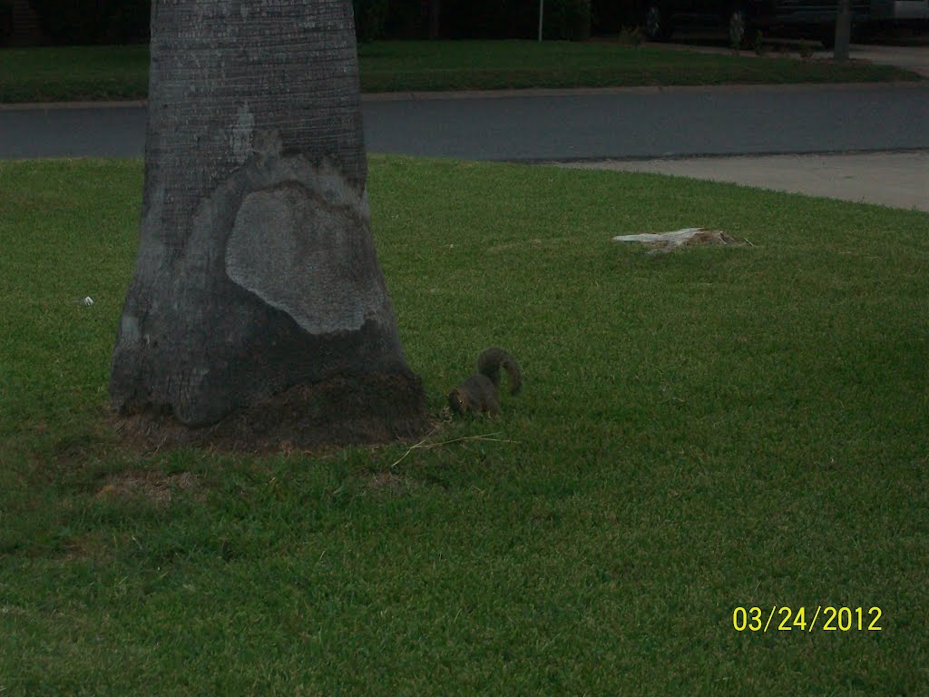 Squirrel