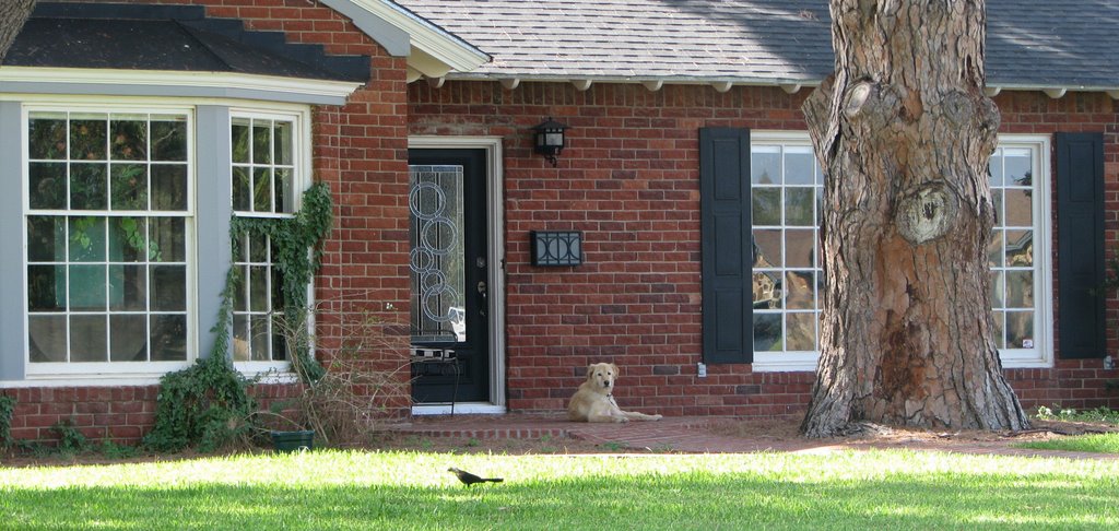 "summers last hurrah" - dog napping