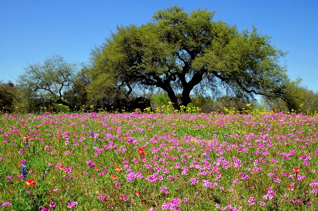 S. TEXAS SPRINGTIME