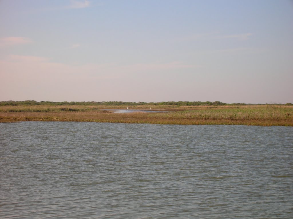 Whooping Cranes