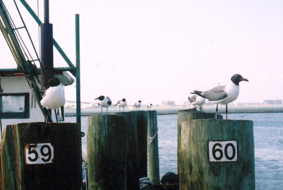 gaviotas en el puerto