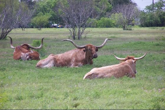 Texas Longhorn Cattle, King Ranch, Texas