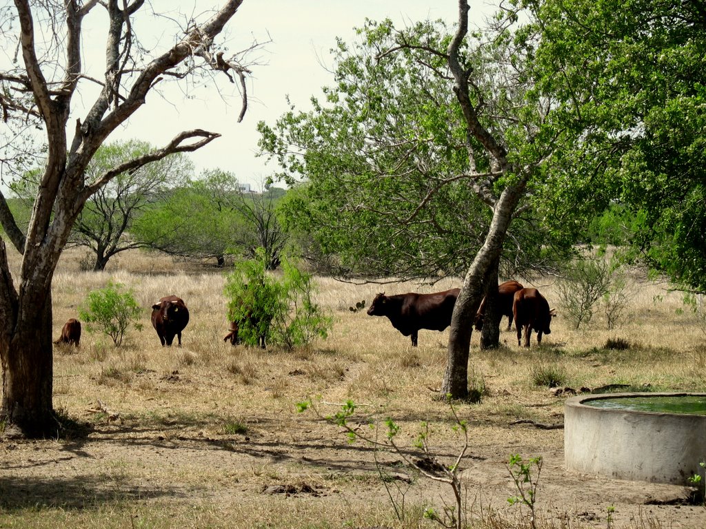 Santa Gertrudis cattle