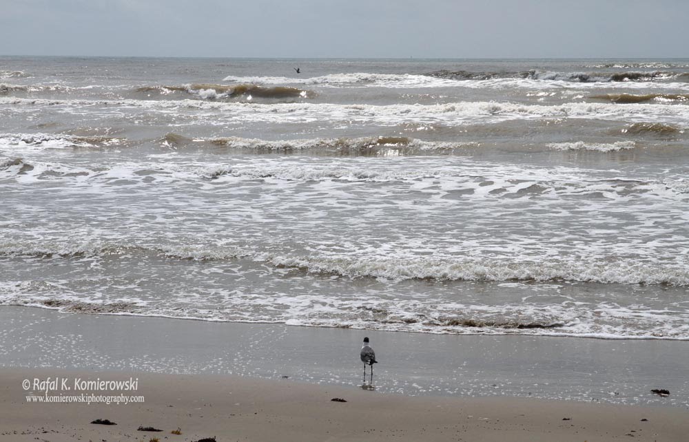 Mustang Island, Corpus Christi, Texas, USA