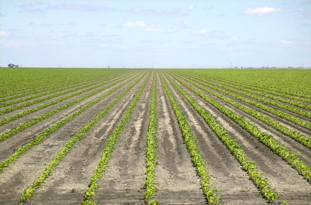 Planted field along the road in South Texas