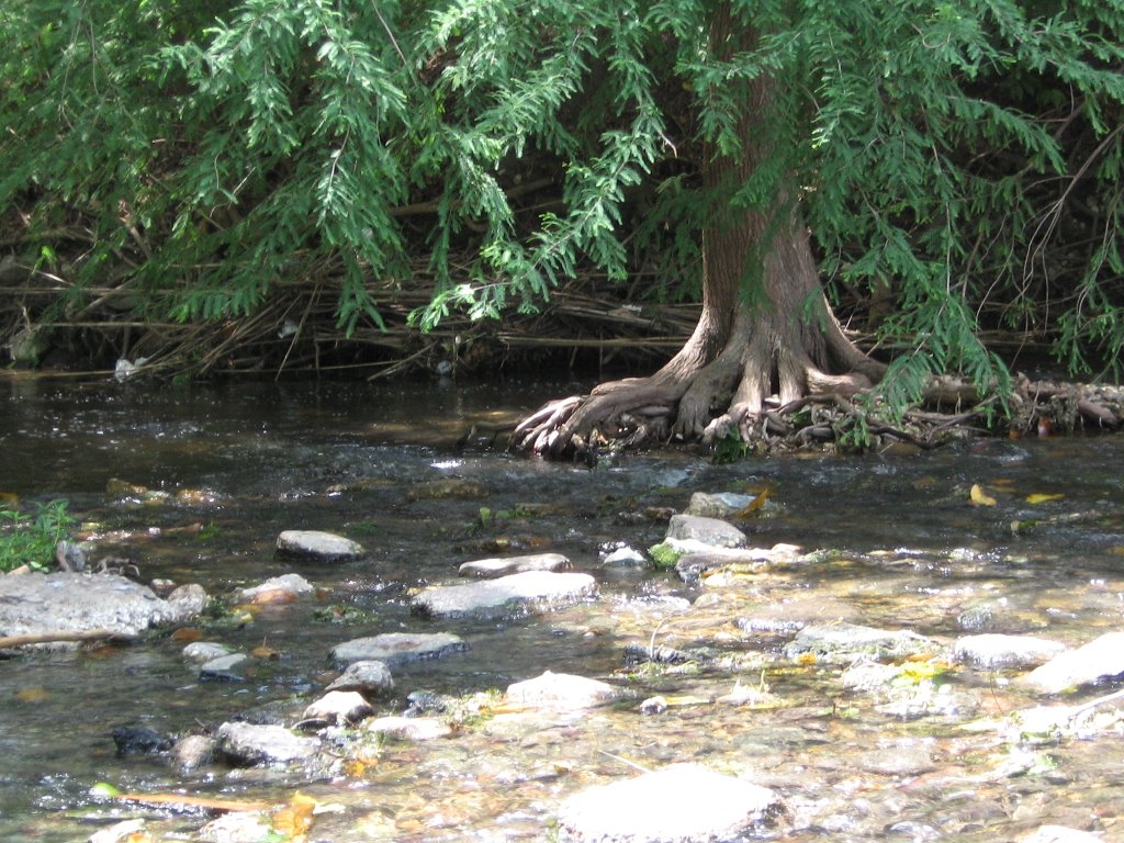 San Antonio River (Brackenridge Park)