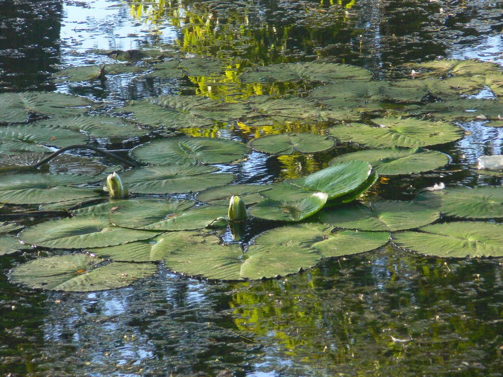 Water lilies, Brackenridge Park San Antonio River Texas