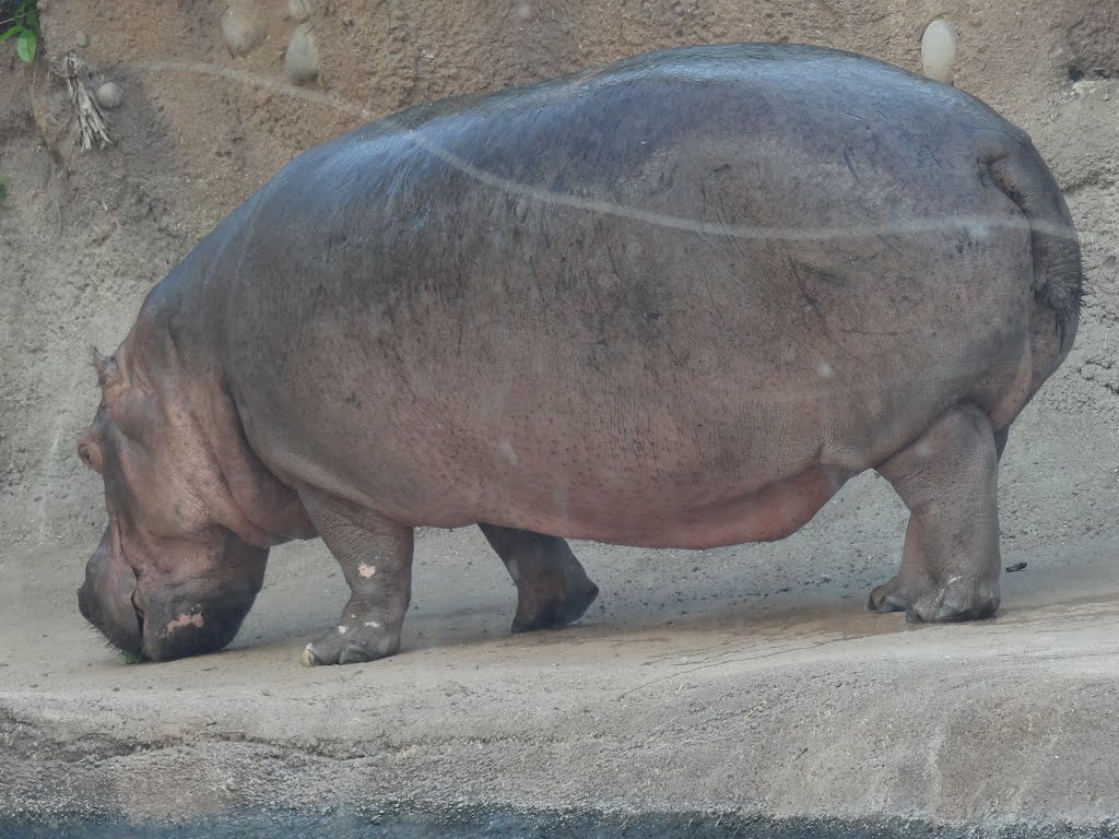 Hippo on the Dry