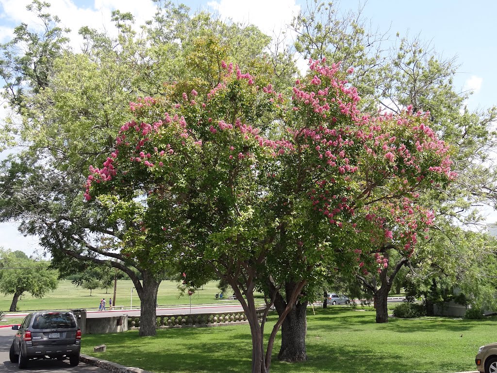 Blossom Trees
