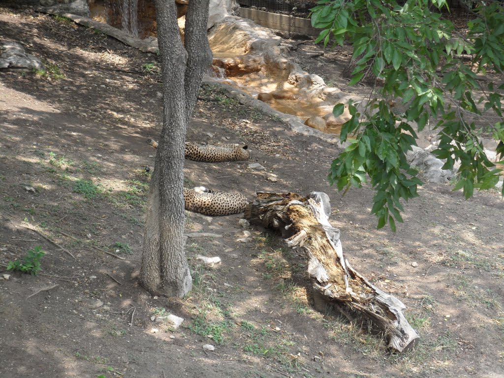 San Antonio Zoo,Tx