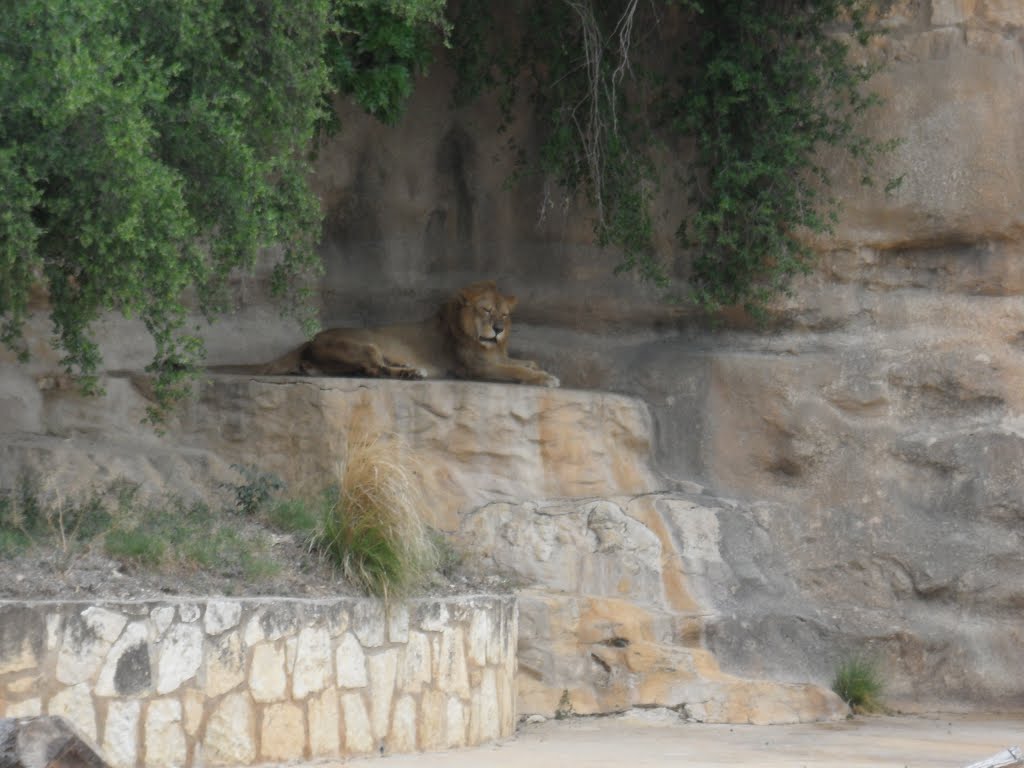 San Antonio Zoo,Tx