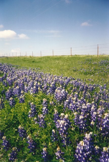 Texas Bluebonnets, near Olney, Tx
