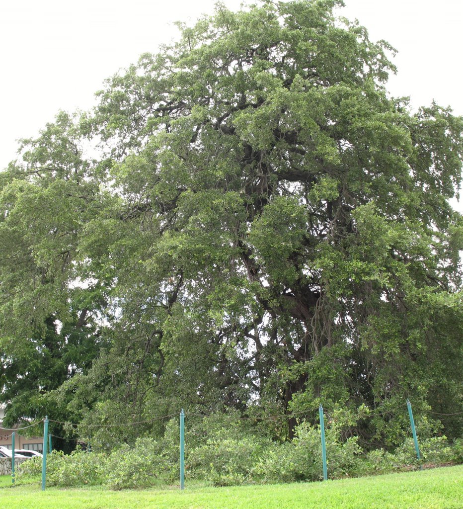 Austin-Treaty Oak