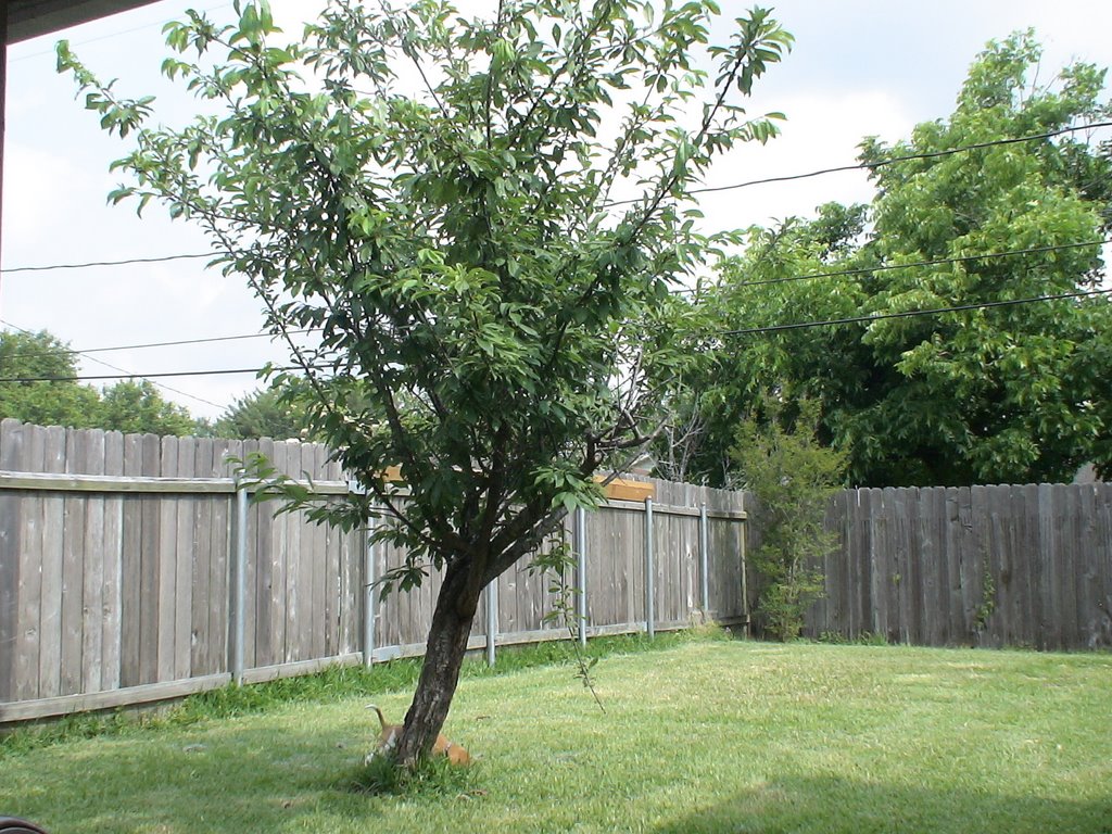 Backyard Tree