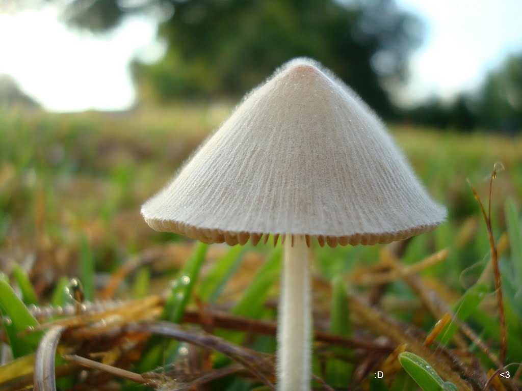 Unidentified, probably non toxic, non edible obviously not active, not good for anything except breaking down substrate and wasting nutes.