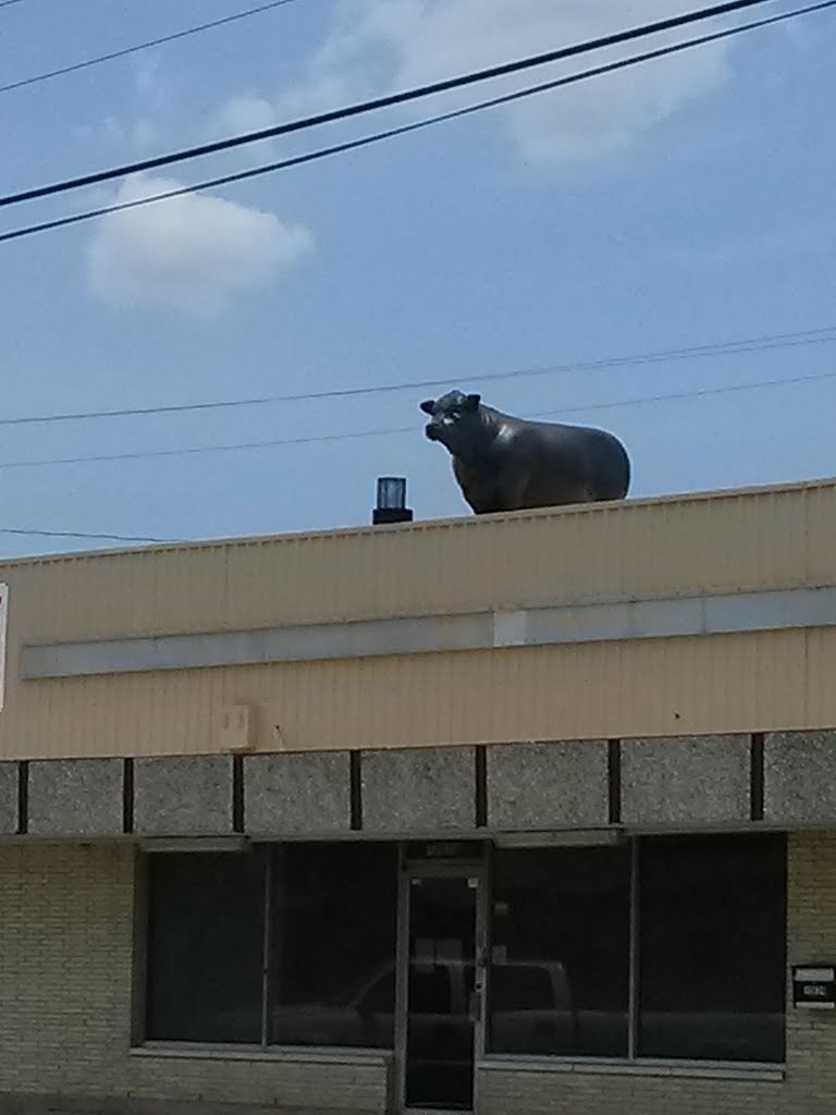 Plastic Bull on roof of building